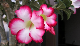 3.8節(jié)，科瑪森向新老客戶朋友及女神們致以節(jié)日的問候